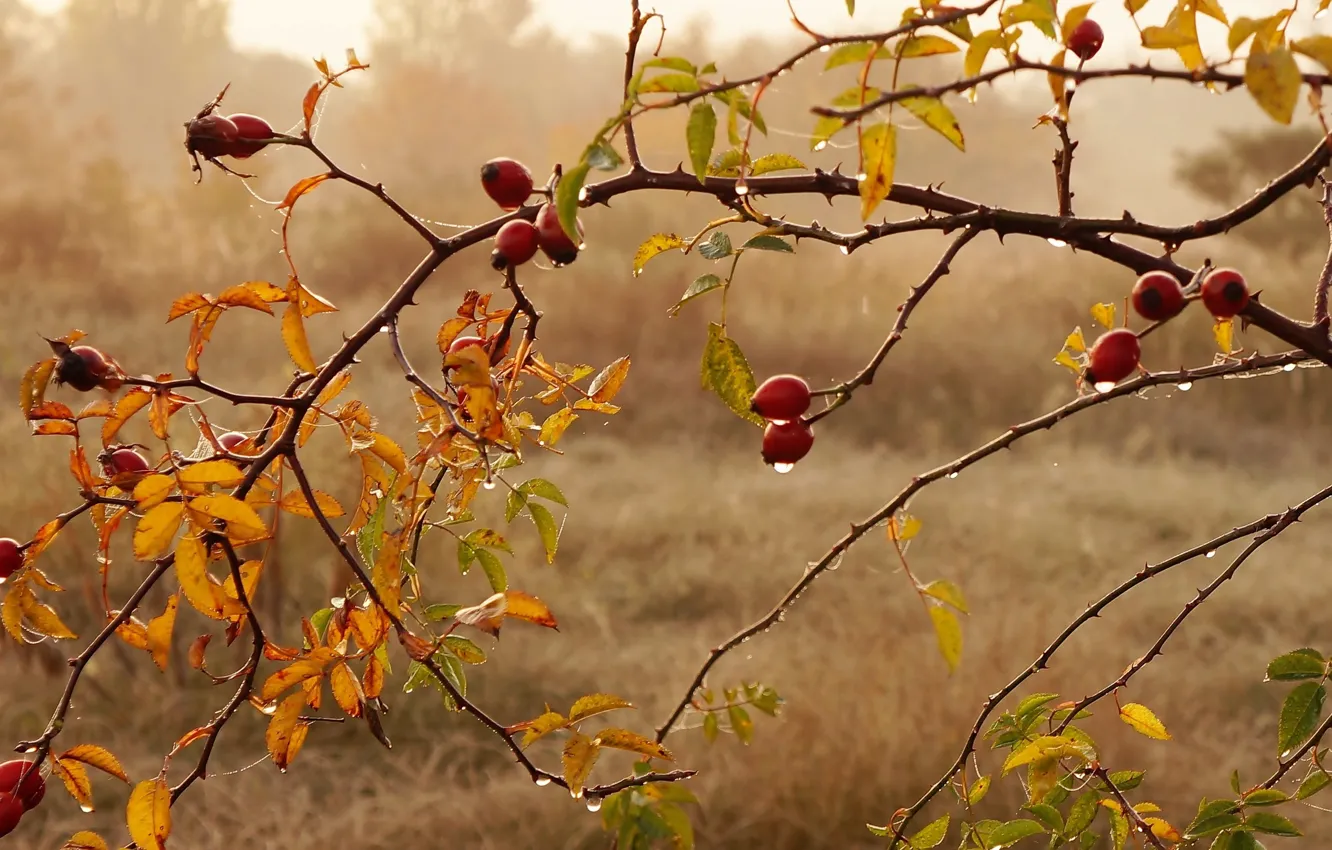 Autumn Drops Plant Fall Twig