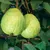 Пользователь Guava54