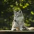 Пользователь Wolf