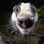 Пользователь panbadger