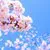 Пользователь xing-sakura