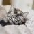 Пользователь Kitty-cat