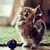 Пользователь zombiekitty89