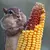 Пользователь chipmunk
