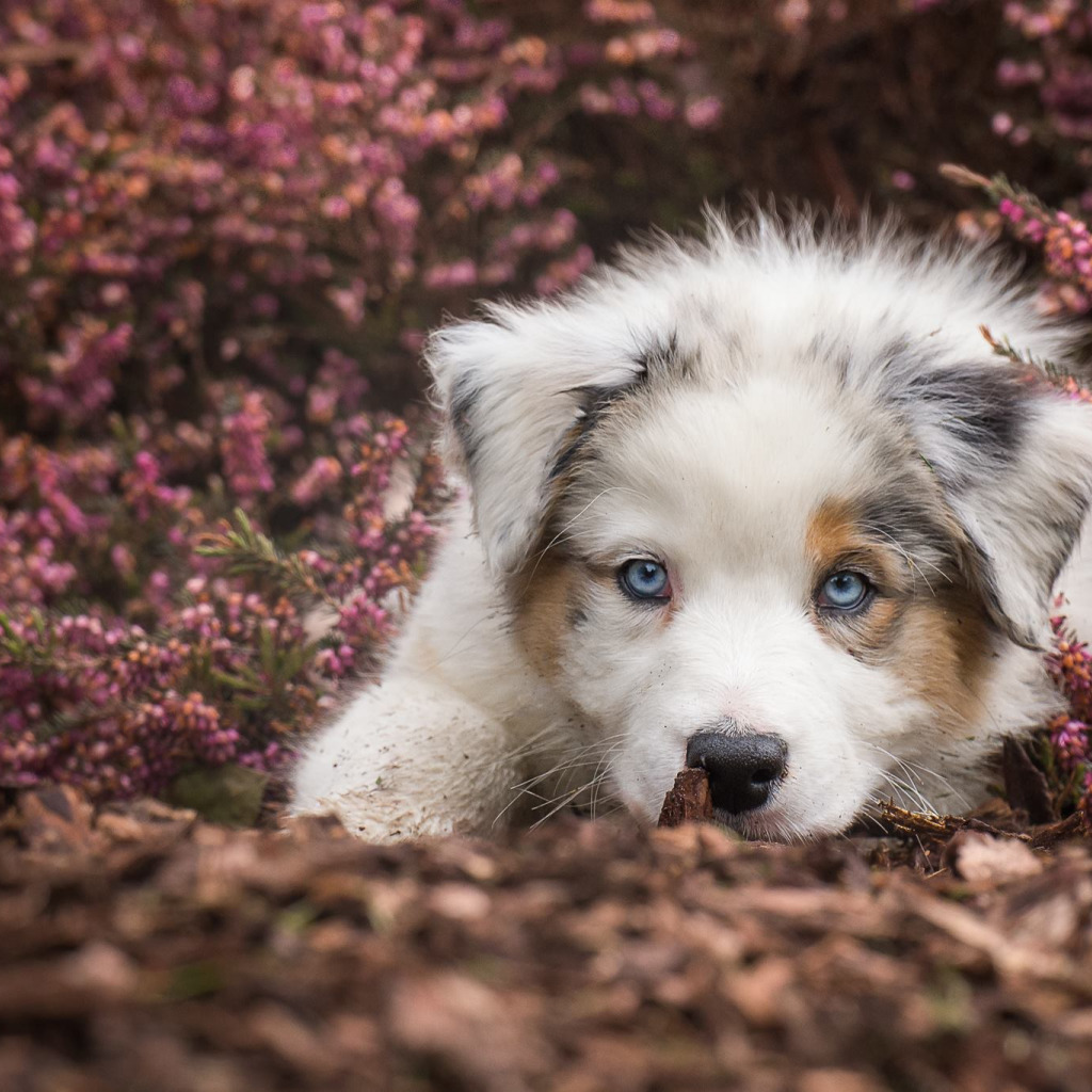 Look dog. Австралийская овчарка голубоглазая. Маламут щенок. Якутская лайка. Собачка с голубыми глазами.