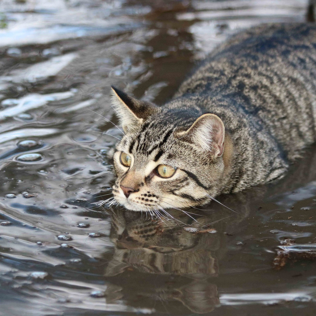 Коты в воде картинки