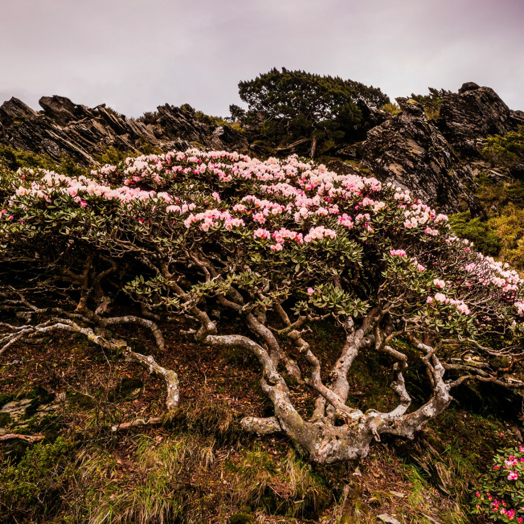 Mountain branch. Дерево рододендрон Синтия. Рододендрон Lullaby. Рододендрон жёстковолосистый. Рододендрон реснитчатый.