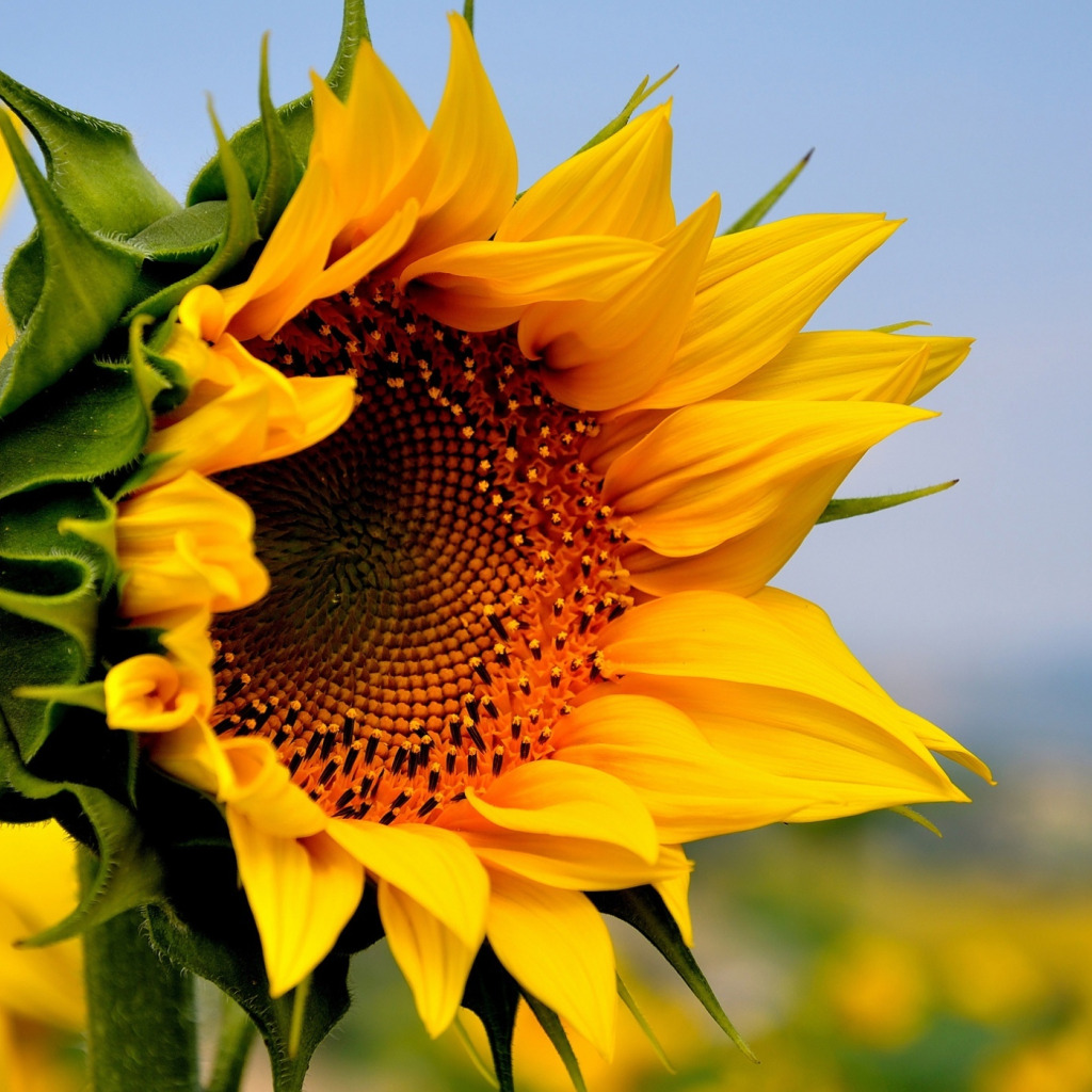 Подсолнух красота. Sunflower подсолнечника. Подсолнух 2006. Подсолнух Донской крупноплодный. Яркие Подсолнухи.