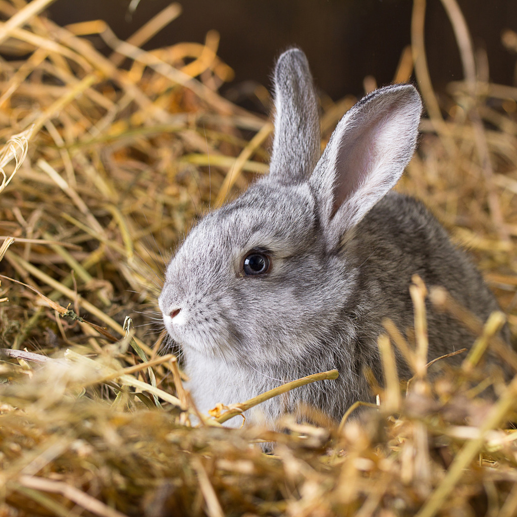 Маленький серый кролик