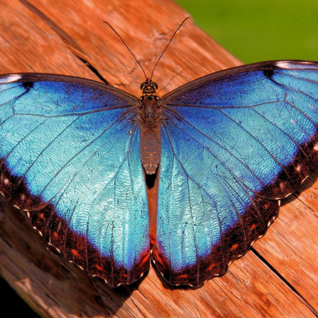 Книга морфо. Морфо адонис бабочка. Morpho Hecuba. Голубая МОРФА. Бабочка Морфо анаксибия.