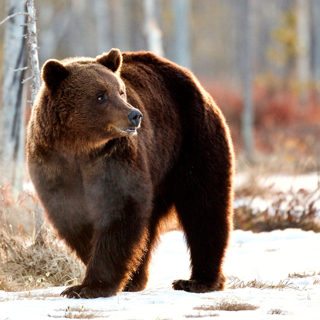 Back bear. Бурый медведь. Калифорнийский бурый медведь. Бурый Северный медведь. Беловежская пуща медведи.