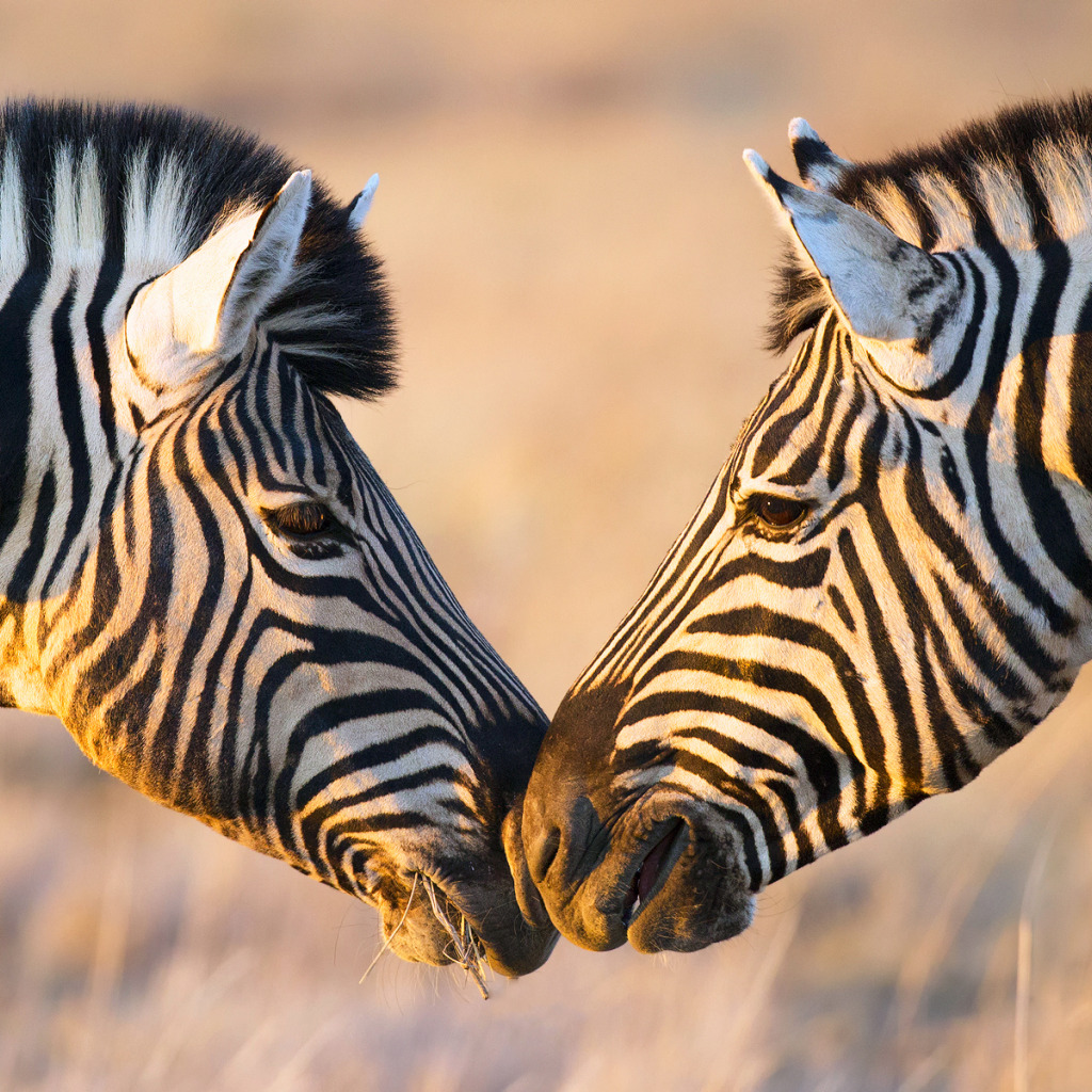 Непарнокопытные зебры. Животные Африки Зебра. Красивая Зебра. Обои на рабочий стол Зебра.