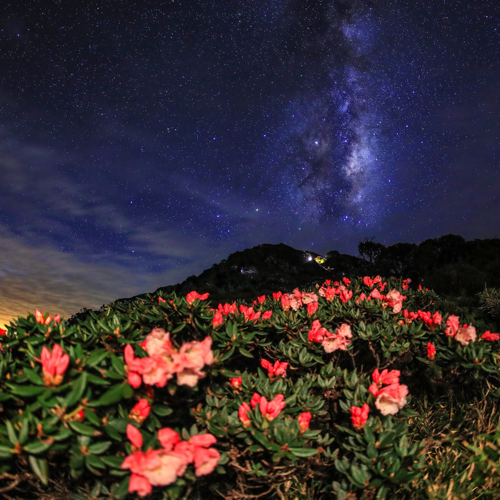 Рододендрон Milky way