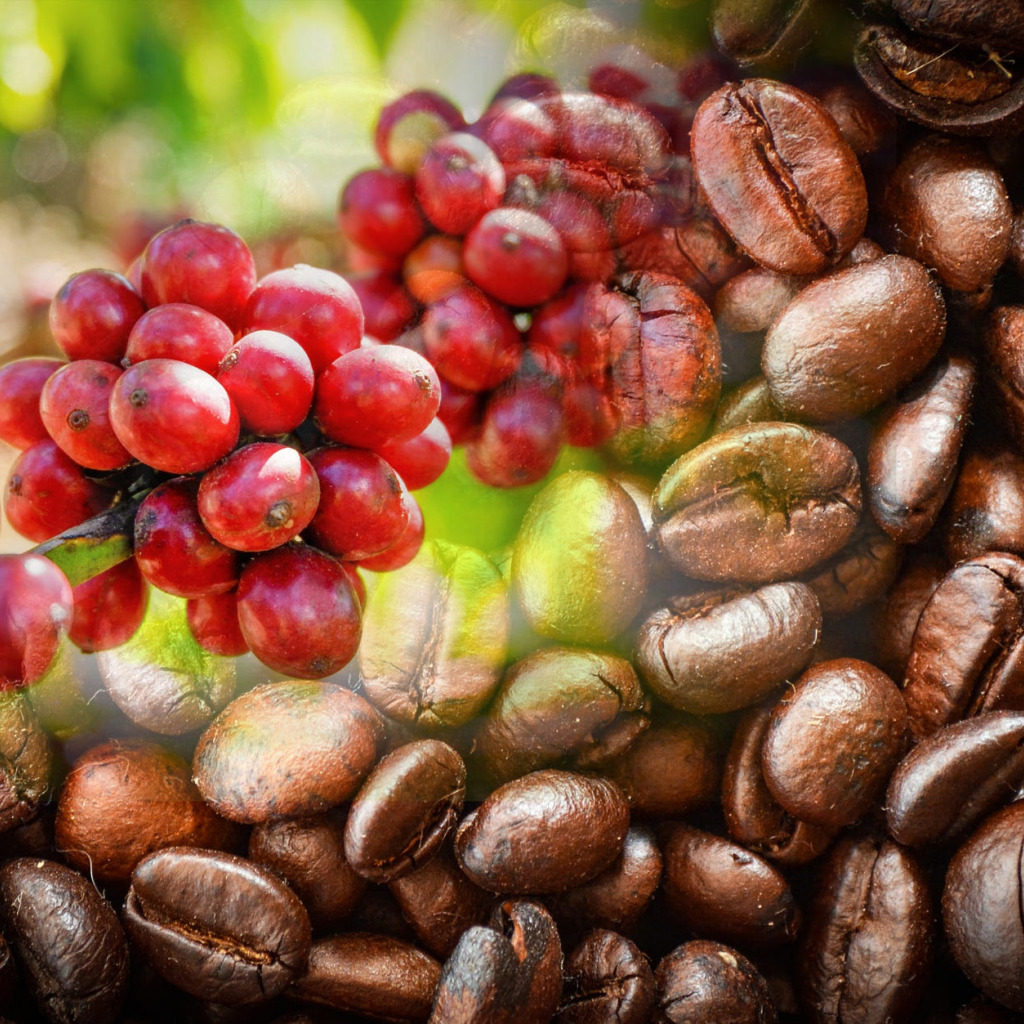 Кофе это фрукт. Ягоды кофе. Плоды кофейного дерева. Кофейная ягода. Кофейный плод.