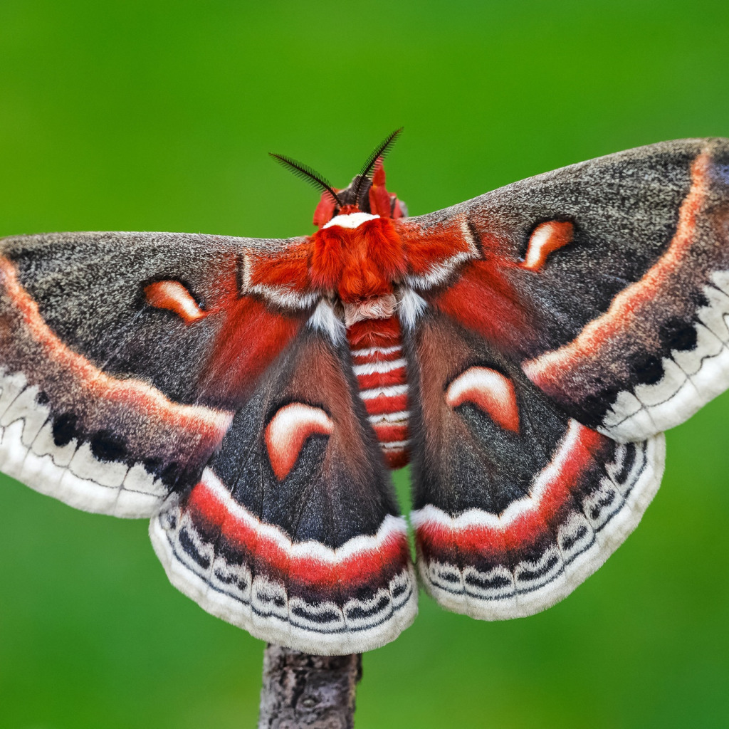фото бабочек красивых цветных