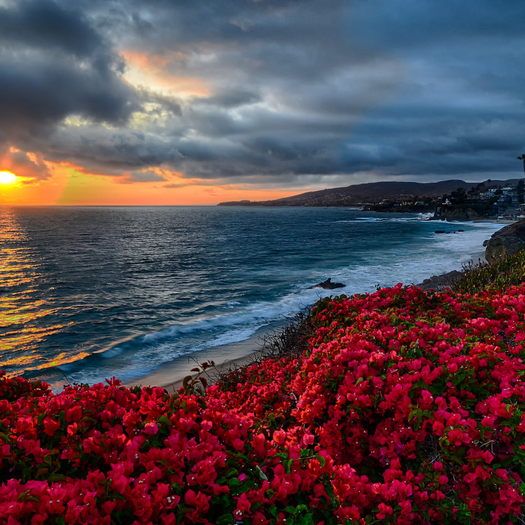 Flowers of the sea