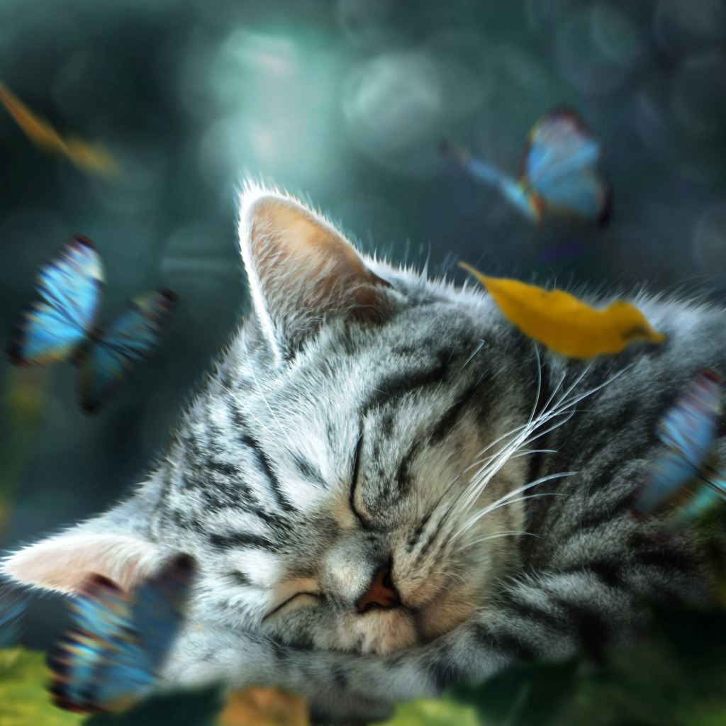 доброй ночи котенок красивые картинки