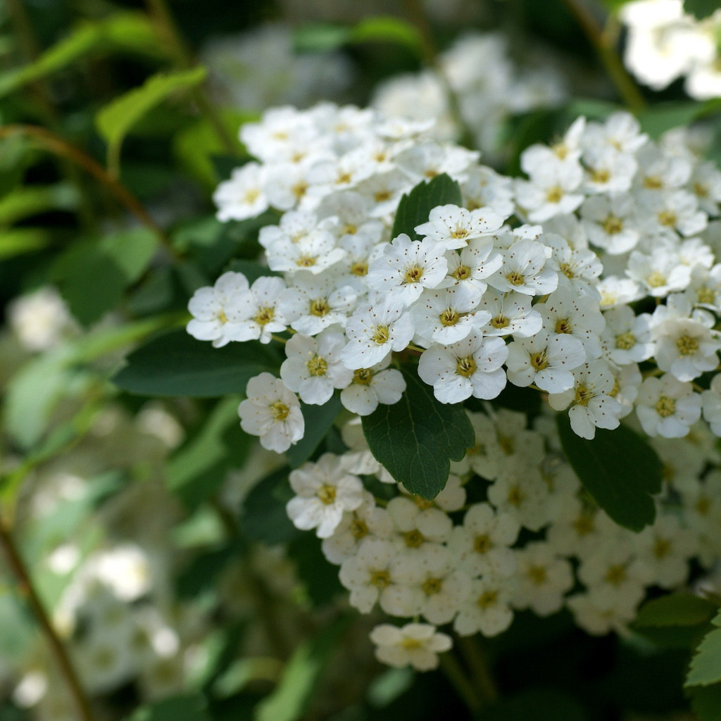 Белые кусты цветут в мае