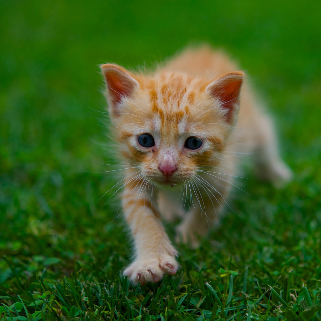Простые котята фото. Рыженький котенок. Рыжая кошка. Милый рыжий котенок. Рыжие котятки.