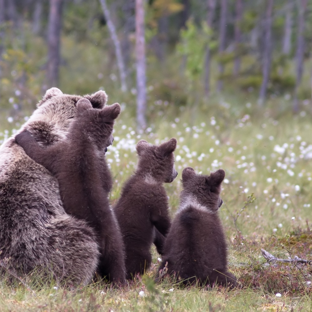 Популяция бурых медведей. Медведица и медведь Пестун. Бурый медведь с медвежатами. Бурый медведь Пестун. Сайлюгемская популяция бурого медведя (Ursus arctos).