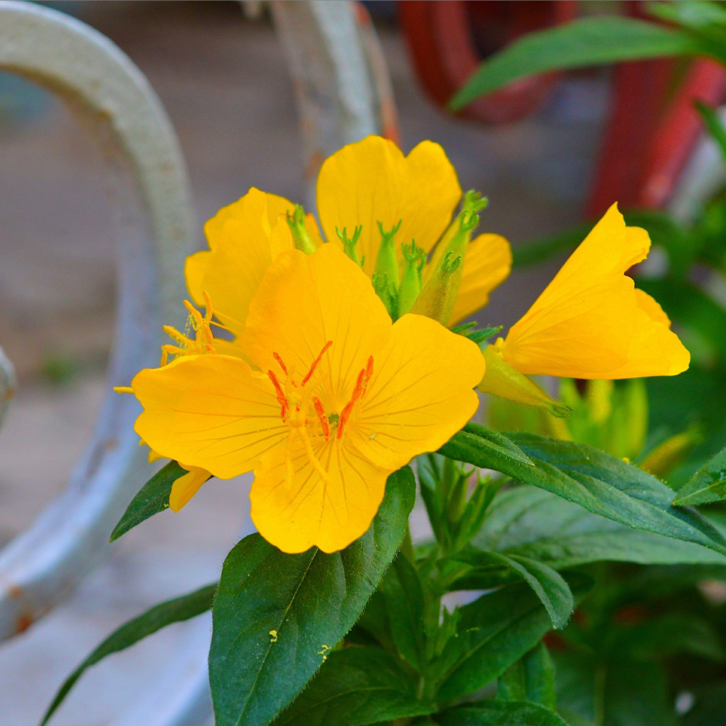 Желтые цветы на м. Энотера лимонная. Йеллоу Флауэр. Цветок энотера оранжевая. Декоративный Цветущий желтым, карри.