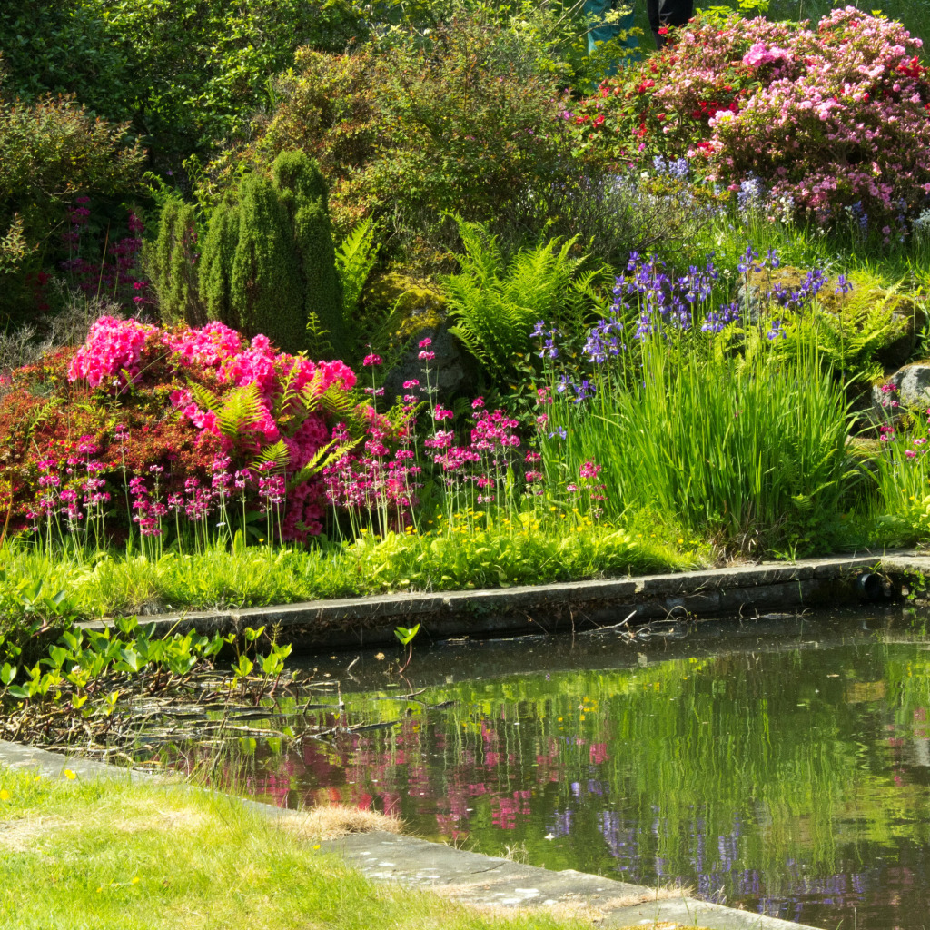 Пруд розы люксембург. Пруд с цветами. Разноцветные кусты. Картинки Gardens in the uk. Фото цветы у пруда.