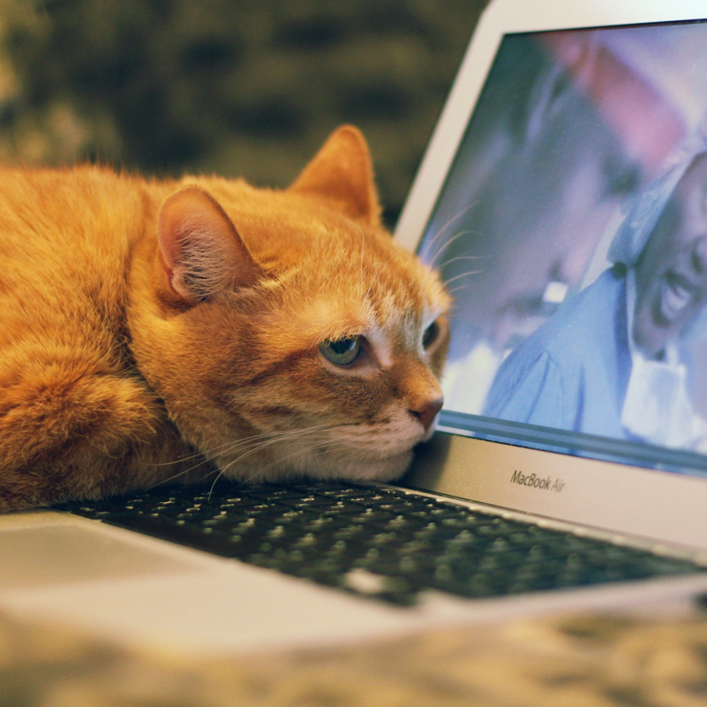 3 кота работают. Котенок за компьютером. Кошка и компьютер. Коты и компьютеры. Кот с ноутбуком.