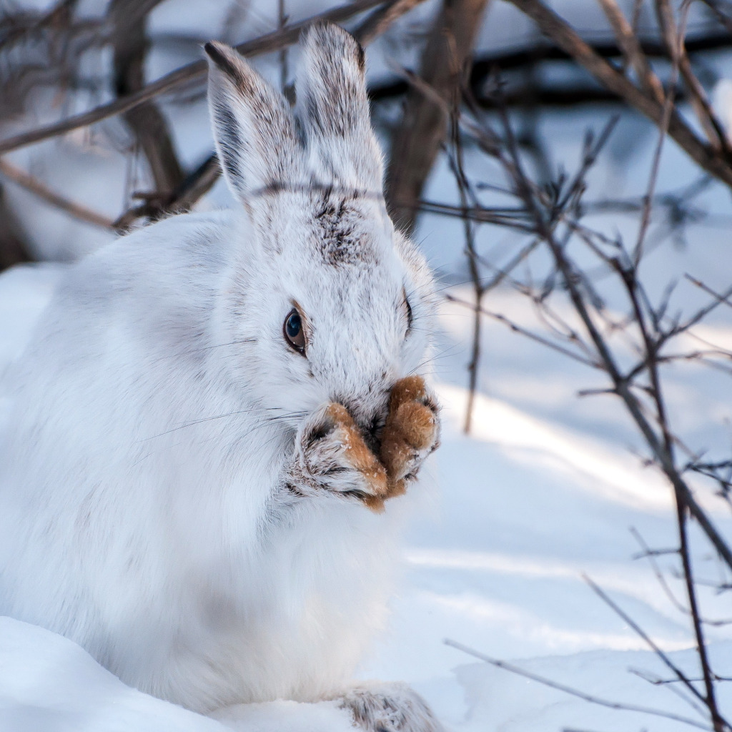 Заяц Беляк. Заяц Беляк зима. Зайчик в снегу. Зайчик зимой. Зайка снегом