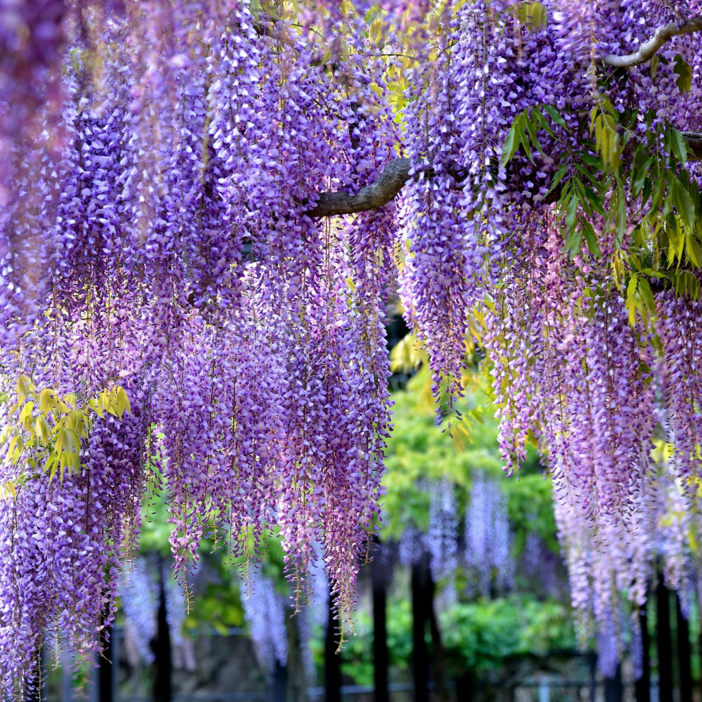 Wisteria sinensis Глициния китайская