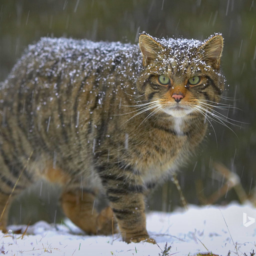 Кот дикое животное. Лесной кот Felis Silvestris. Европейский Лесной кот камышовый. Кот дикий Лесной камышовый Амурский. Дальневосточный Амурский Лесной кот.