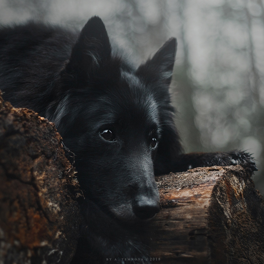 Черный пес содержание. Вольфхунд собака. Шведский вольфхунд. Черный волк. Чёрный пёс.