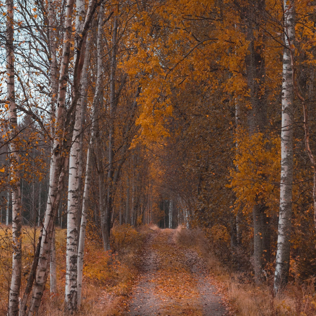 Лес осенью селфи