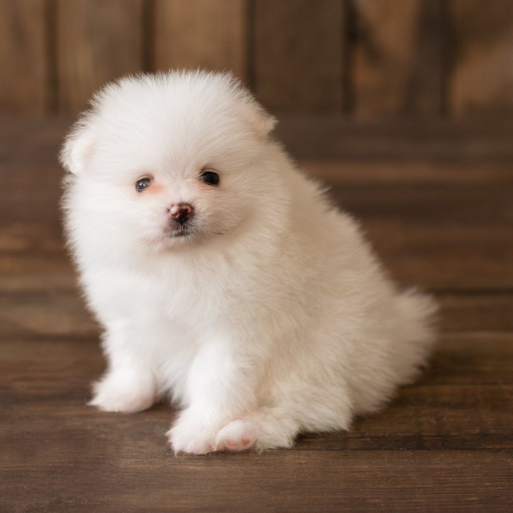 Little white dog. Шпиц померанский карликовый белый. Померанский шпиц Беленький. Карликовый шпиц флаффи. Померанский шпиц Беленький пушистый.