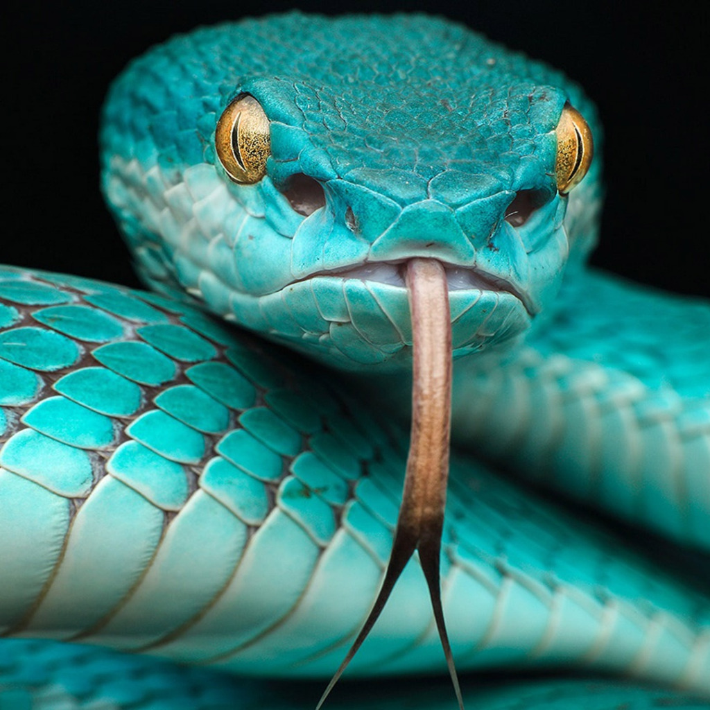 Змей на заставку телефона. Куфия змея. Trimeresurus insularis змея. Белогубая куфия Trimeresurus insularis. Голубая куфия.