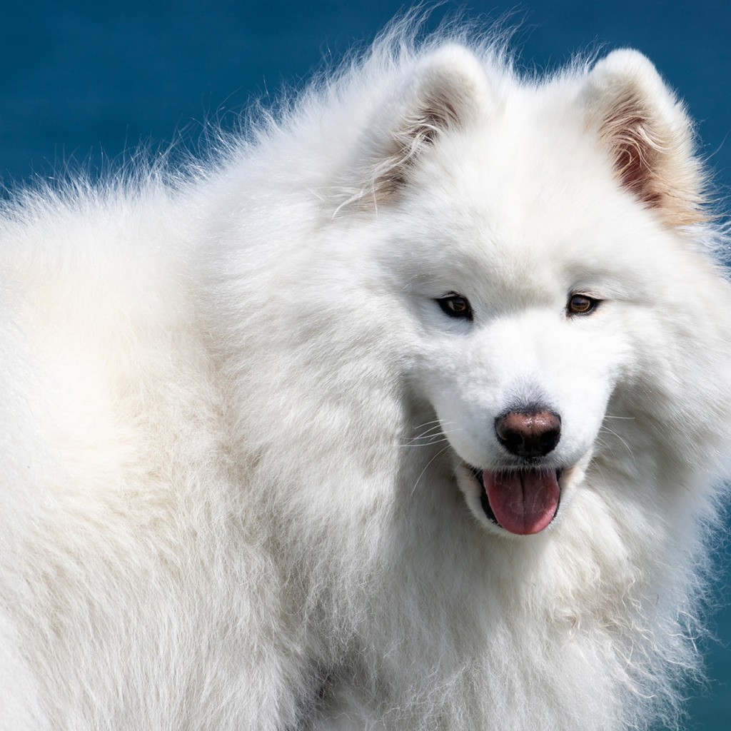 Самоедская лайка. Большая белая собака порода. Самоед с голубыми глазами. Самоедская собака рыжая.