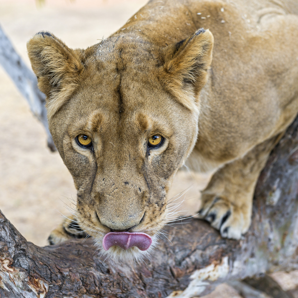 Lioness_92