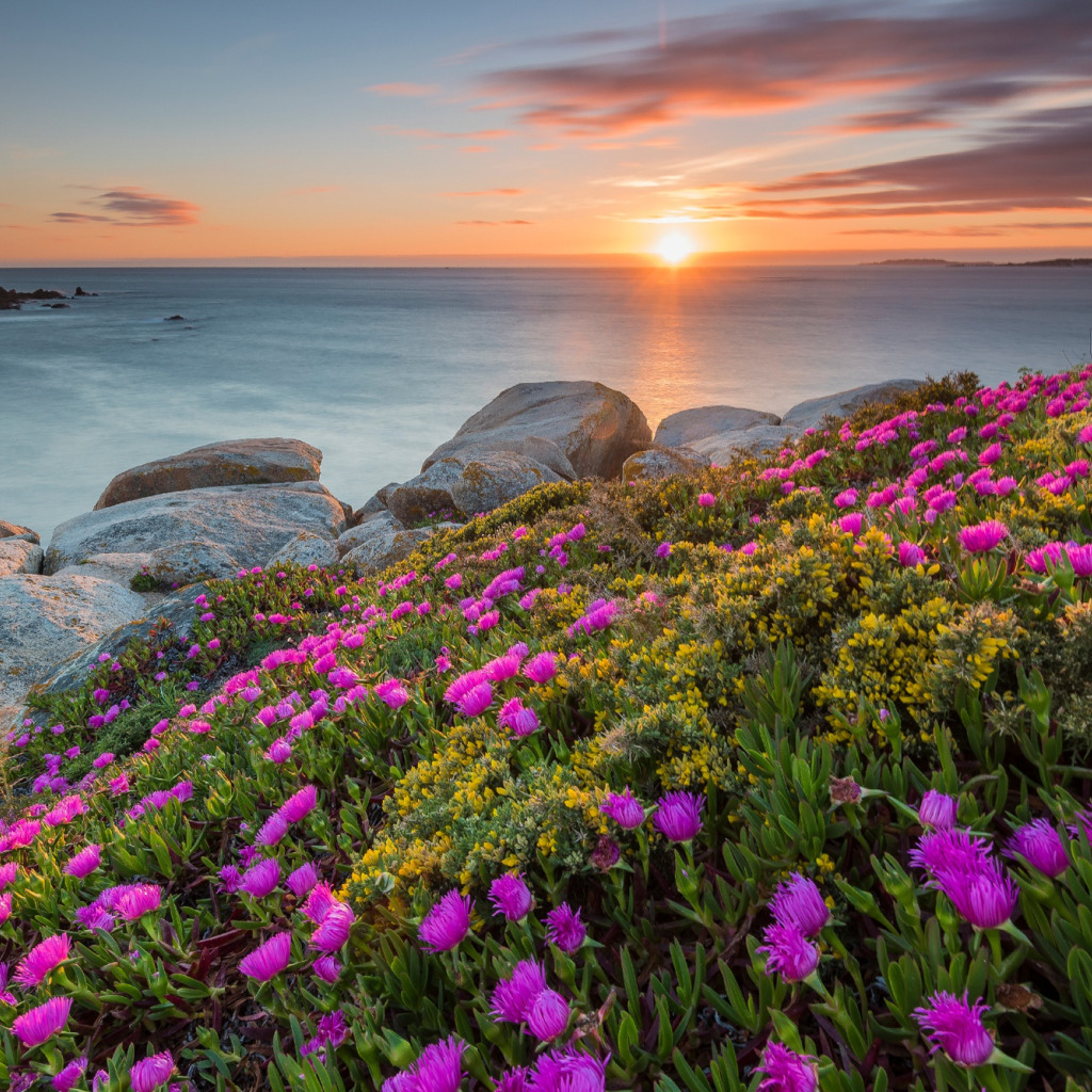берег моря и цветы