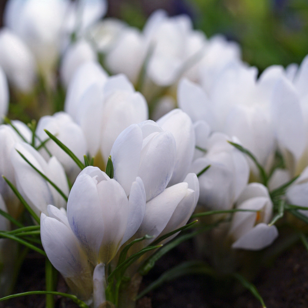 Крокус весенний белый. Крокус Шафран весенний белый. Первоцветы крокусы. Крокус белый цветок первоцвет. Первые белые весенние цветы