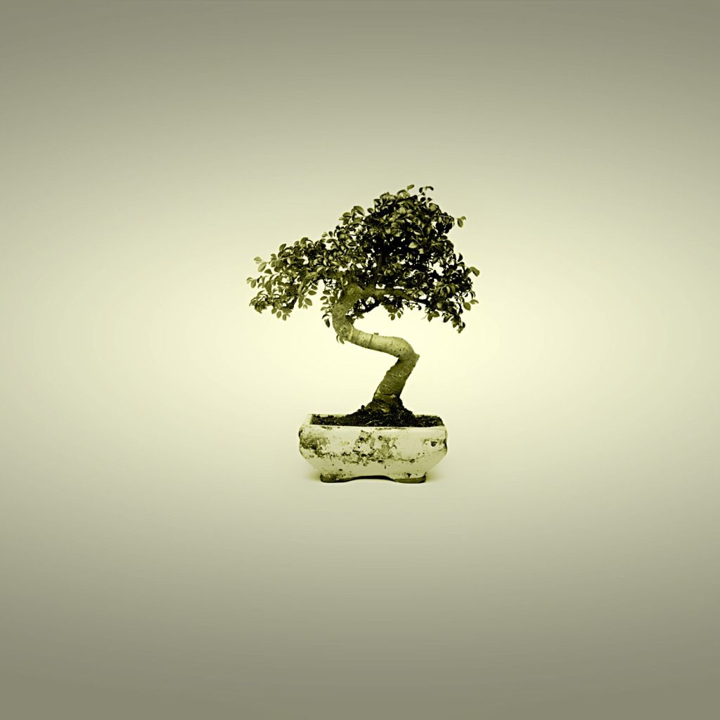 Дерево Bonsai 4k