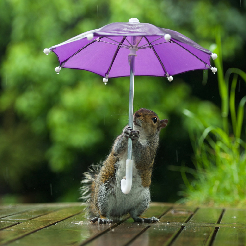 Белка с зонтом. Дождливое доброе утро на позитиве. Доброе утро под зонтиком. Лучшее украшение жизни хорошее настроение.