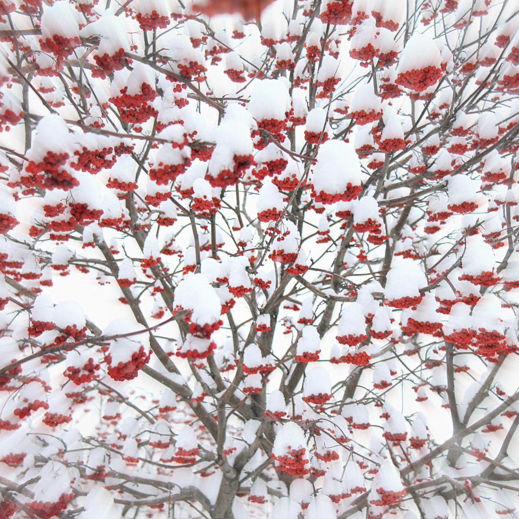 Красная снежка. Рябина в снегу. Рябина зимой. Красная зима.