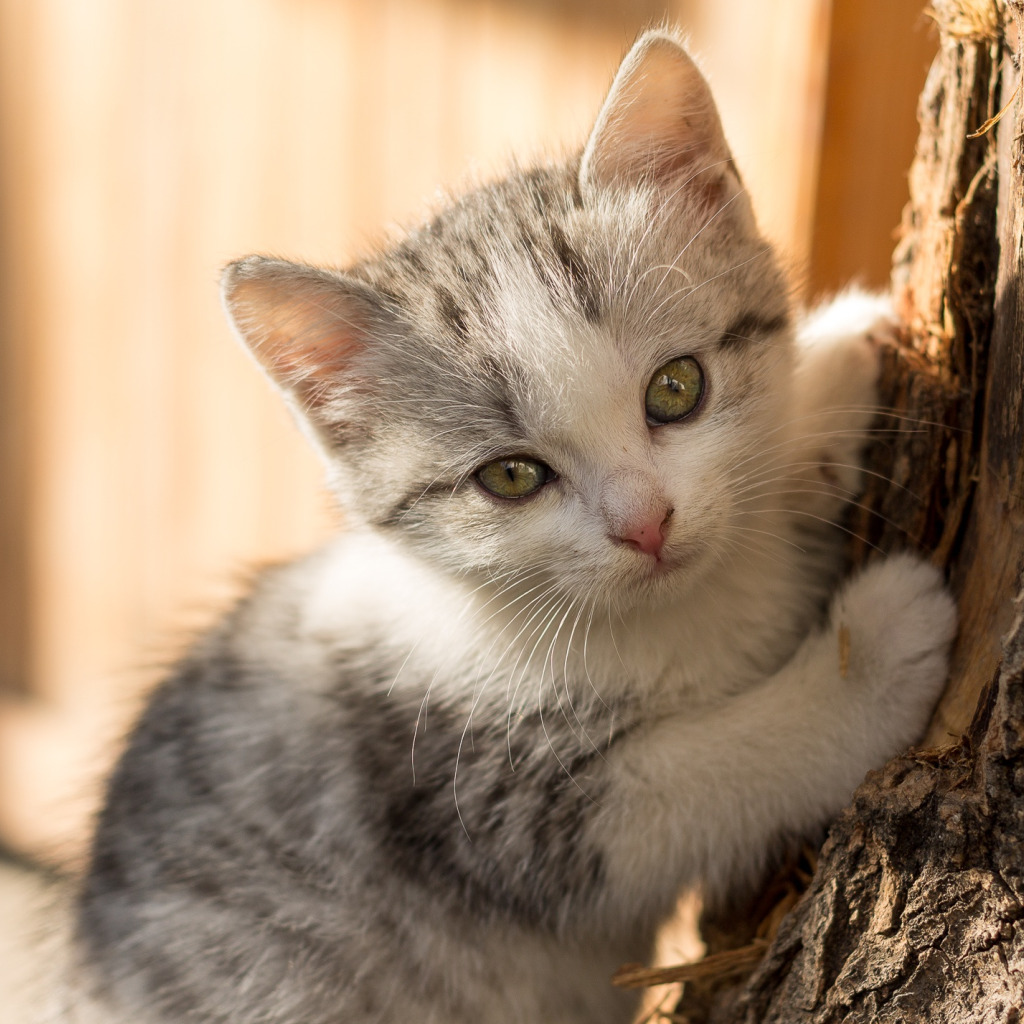 Фото Котики Котята Kat