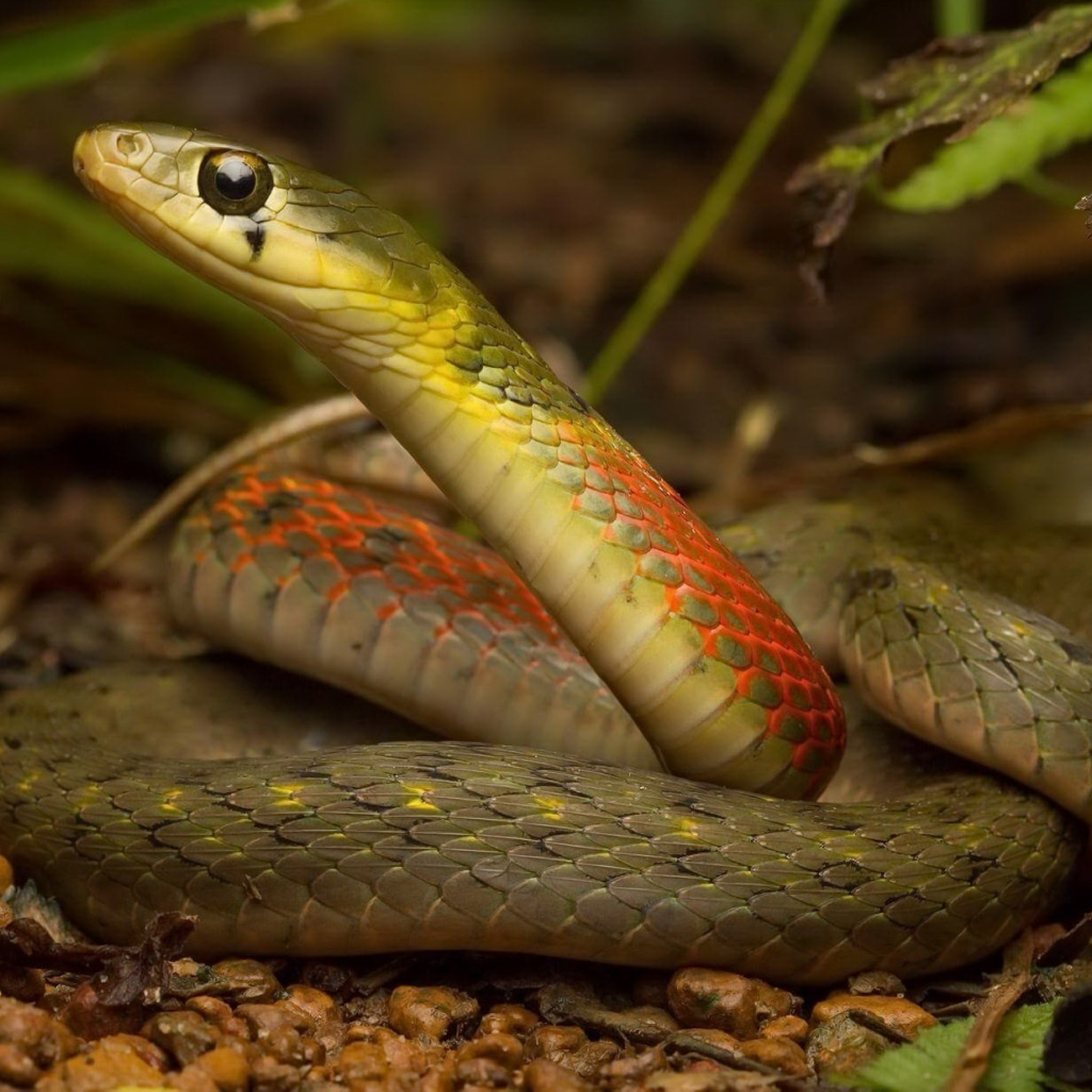 Каменка змея фото Скачать обои лес, природа, змея, Rhabdophis subminiatus, Red necked keelback, ра