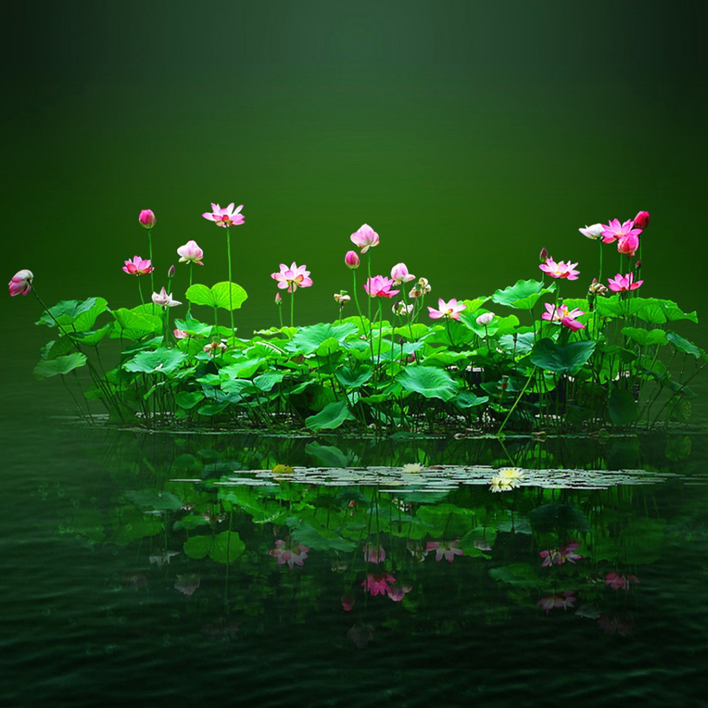 Цветочный пруд 22 глава. Цветы на воде. Цветы над водой. Цветы ночной пруд. Красивые цветы над водой.
