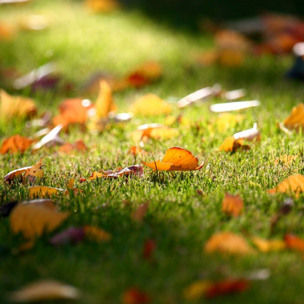 Осень. Осенние обои. Осень картинки. Листья травы. Осень какая трава