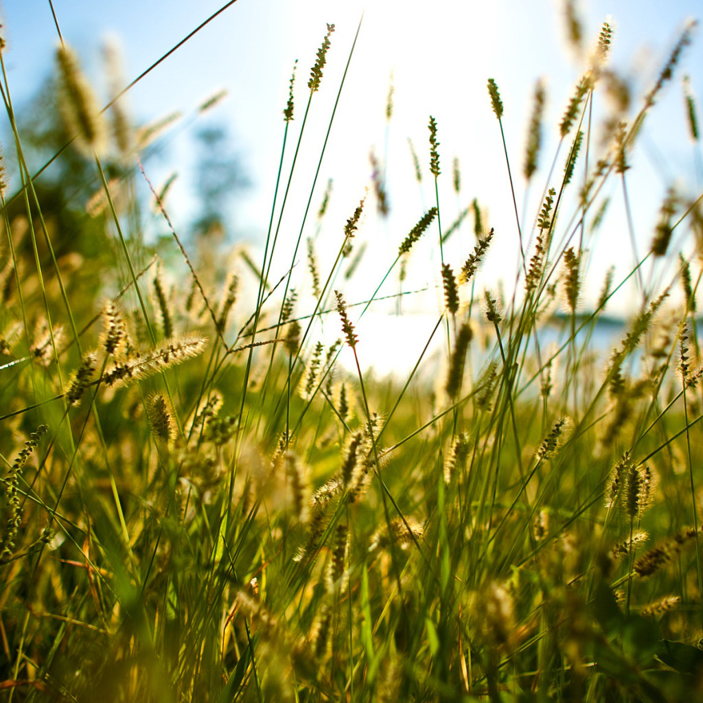 Много трав лето. Лето трава. Поле с высокой травой. Обои лето. Летний зной.