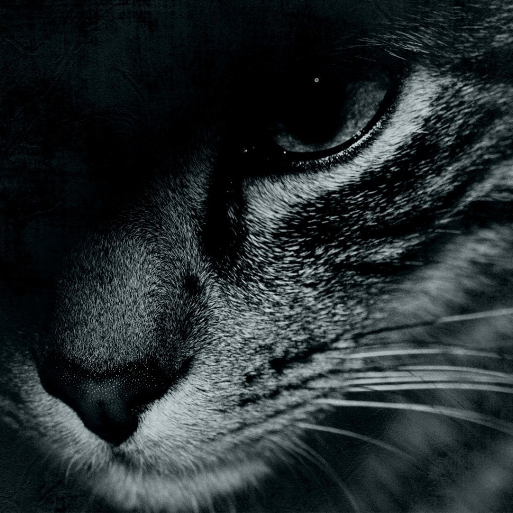 Наводить тень. Грустный котик на аву. Грустный кот аватарка. Взгляд черной кошки. Картинки на телефон на заставку черно белые.