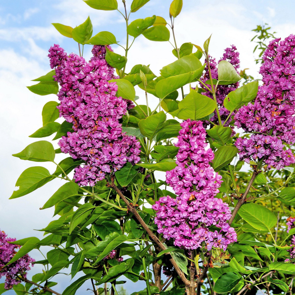 Сирень Персидская (Syringa persica). Сирень венгерская Персидская. Сирень Персидская Нибра.