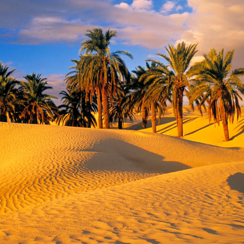 египет море пальмы
