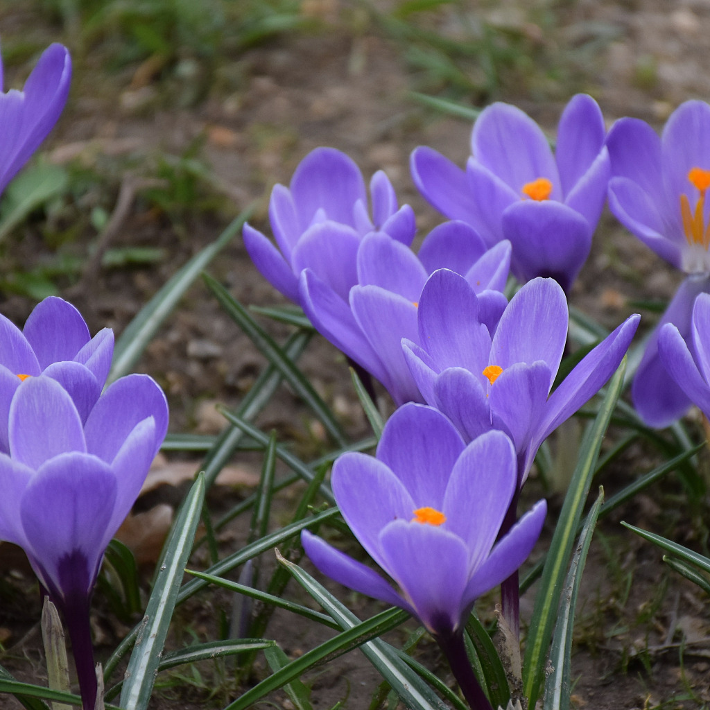 Как сейчас выглядит крокус фото Скачать обои Flowers, Крокусы, Crocuses, Фиолетовые цветы, Purple flowers, разде